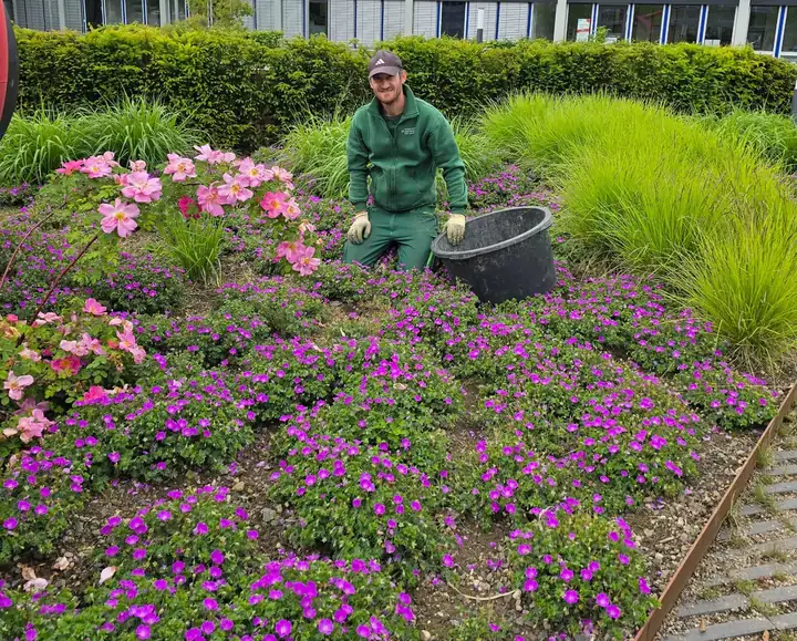 Blühendes Staudenbeet mit pinkfarbenen Blüten, Wildrosen und Ziergräsern