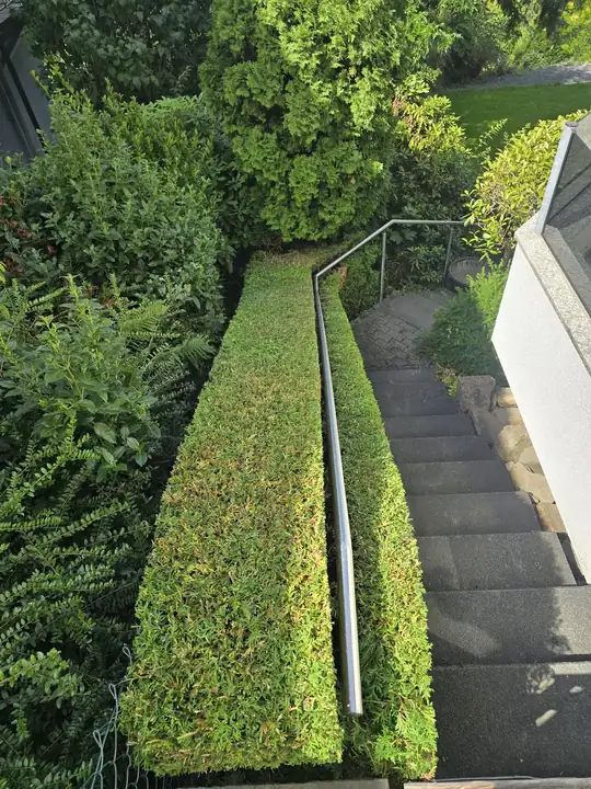 Exakt geschnittene Hecke mit Handlauf entlang einer Außentreppe, Blick von oben