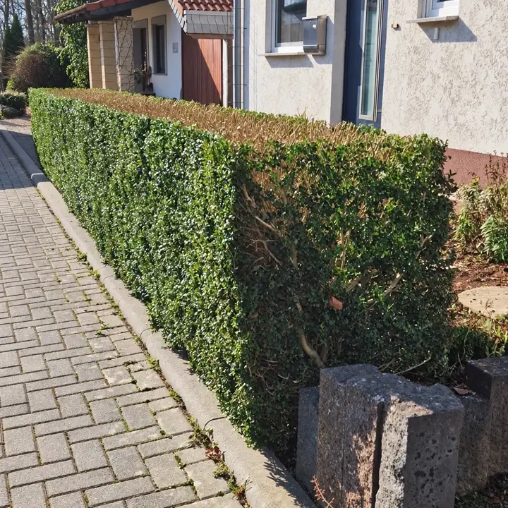 Frisch geschnittene, kastenförmige Hecke entlang eines gepflasterten Weges vor einem Wohnhaus