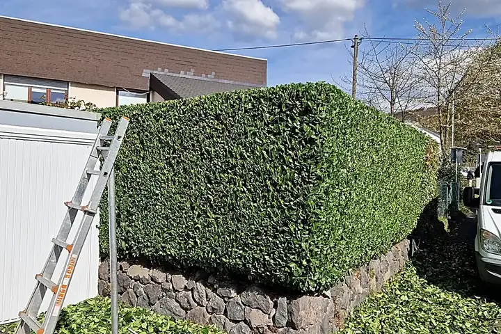 Frisch geschnittene, kastenförmige Hecke auf einer Natursteinmauer neben einer Garage