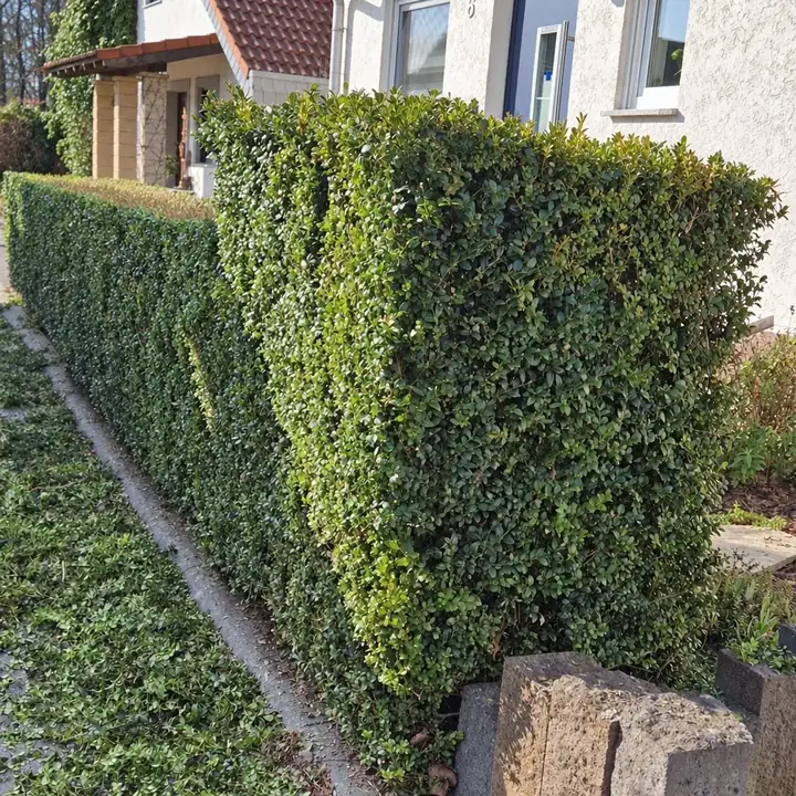 Frisch geschnittene, kastenförmige Hecke vor einem Wohnhaus, vorn Natursteinpfosten