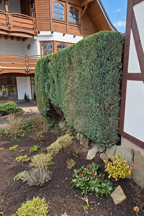 Glatt geschnittene Koniferenwand am Fachwerkhaus, davor ein sauberes Beet
