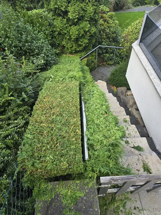 Hecke an einer Außentreppe beim Schnitt, von oben: links die glatte Kante, rechts Schnittgut, auf der Treppe eine Plane