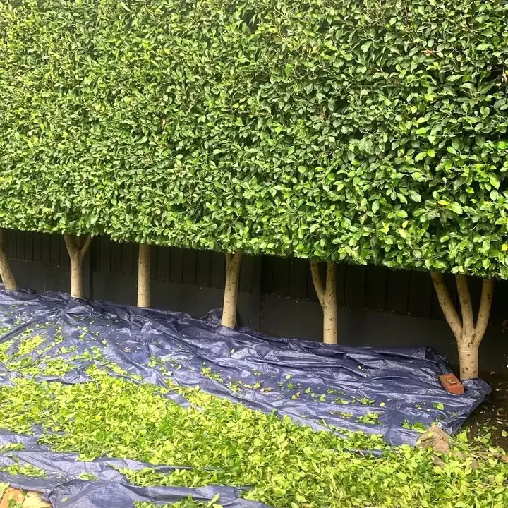 Hohe, dicht geschnittene Hecke auf hellen Stämmen vor dunklem Zaun, davor Schnittgut auf einer Plane