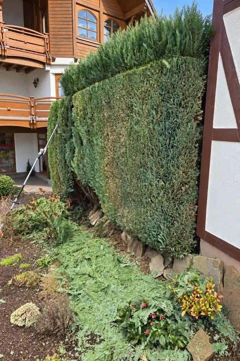 Hohe Koniferenwand am Fachwerkhaus, oben noch lange Triebe, am Boden Schnittgut