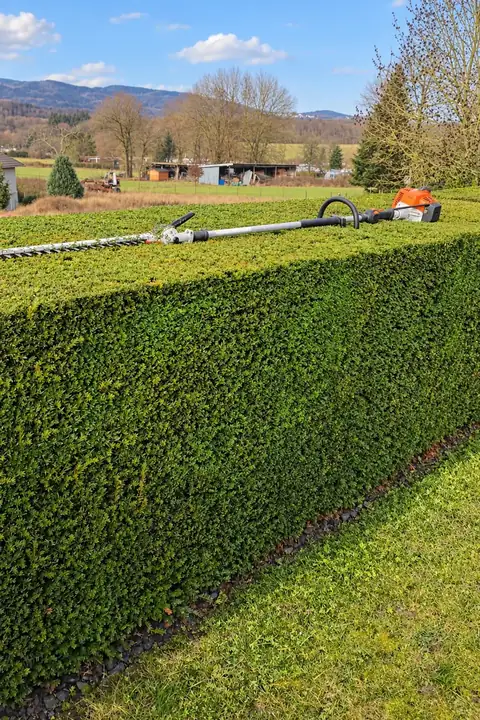 Lange, kastenförmig geschnittene Hecke am Feld, oben abgelegt eine Stab-Heckenschere