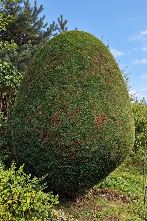 Ovale Formschnitt-Konifere nach dem Schnitt in einem Garten
